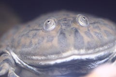 Budgett frog Stock Photo Budgett frog Stock Photo