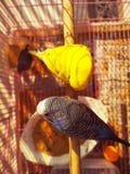Budgie pippier arkivbilder Budgie pippier arkivbilder