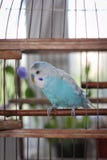 Budgies стоковые фото Budgies стоковые фото