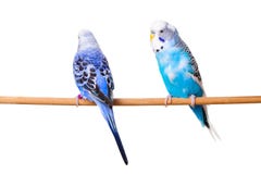 budgies 2 стоковая фотография rf budgies 2 стоковая фотография rf
