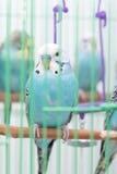 Budgies в клетке стоковое фото rf Budgies в клетке стоковое фото rf