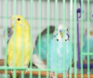 Budgies в клетке стоковые фотографии rf Budgies в клетке стоковые фотографии rf