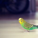 Budgies идет на пол стоковое изображение rf Budgies идет на пол стоковое изображение rf