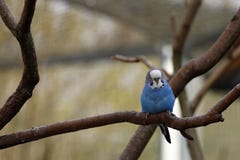 Budgies от Австралии стоковые изображения Budgies от Австралии стоковые изображения