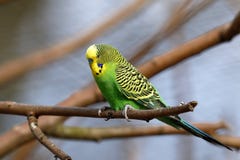 Budgies от Австралии стоковые изображения Budgies от Австралии стоковые изображения
