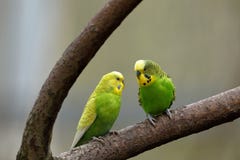 Budgies от Австралии стоковое изображение Budgies от Австралии стоковое изображение