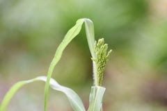 Buds of fresh green flowers royalty free stock photography Buds of fresh green flowers royalty free stock photography