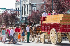 Budweiser Clydesdales in Coeur-d Alene, Idaho lizenzfreie stockfotografie Budweiser Clydesdales in Coeur-d Alene, Idaho lizenzfreie stockfotografie