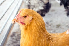 Buff Orpingtons Chicken Breed. Close up image of golden chicken stock images Buff Orpingtons Chicken Breed. Close up image of golden chicken stock images