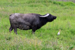 Buffalo And Egrets Royalty Free Stock Image