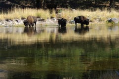 Buffalo At The Watering Hole Stock Images