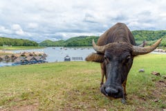 Buffalo chez Huai Krathing Reservoir photos libres de droits Buffalo chez Huai Krathing Reservoir photos libres de droits
