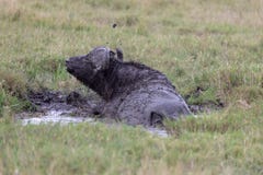 Buffalo de cap, Kenya, Afrique image stock Buffalo de cap, Kenya, Afrique image stock