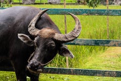 Buffalo en Thaïlande photo libre de droits Buffalo en Thaïlande photo libre de droits