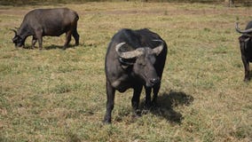 Buffalo Graze In The Pasture Buffalo Graze In The Pasture