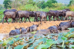 Buffalo In The River Stock Images
