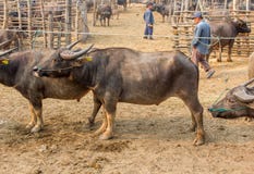 Buffalo nella Buffalo tailandese dell'azienda agricola nella Buffalo del fondo dell'azienda agricola in Tailandia fotografia stock Buffalo nella Buffalo tailandese dell'azienda agricola nella Buffalo del fondo dell'azienda agricola in Tailandia fotografia stock