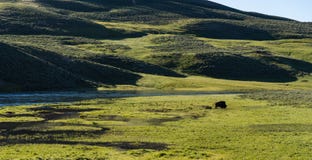 buffalo park narodowy Yellowstone obrazy royalty free buffalo park narodowy Yellowstone obrazy royalty free