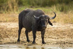 Buffalo on river bank South Africa Royalty Free Stock Photos Buffalo on river bank South Africa Royalty Free Stock Photos