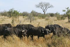 Buffalo in South Africa Royalty Free Stock Images Buffalo in South Africa Royalty Free Stock Images