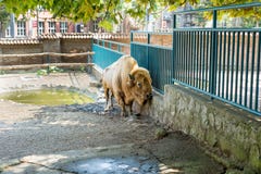 Buffalo in zoo Stock Photo Buffalo in zoo Stock Photo