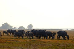 Buffalo και υγρότοποι που τρέφουν τη ζωή στοκ εικόνες Buffalo και υγρότοποι που τρέφουν τη ζωή στοκ εικόνες