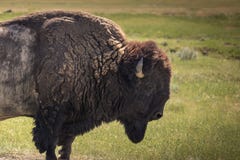 Buffalo που περπατά μέσω της χλόης στοκ φωτογραφία με δικαίωμα ελεύθερης χρήσης Buffalo που περπατά μέσω της χλόης στοκ φωτογραφία με δικαίωμα ελεύθερης χρήσης