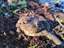 Bufo-bufo lizenzfreies stockbild Bufo-bufo lizenzfreies stockbild