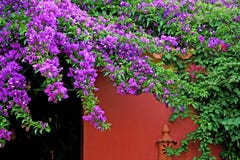 Buganvilla fucsia rosada hermosa y pared roja imagen de archivo Buganvilla fucsia rosada hermosa y pared roja imagen de archivo