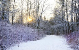 buisson d'arbres de coucher du soleil de lumière du soleil de neige de parc d'hiver Image stock buisson d'arbres de coucher du soleil de lumière du soleil de neige de parc d'hiver Image stock