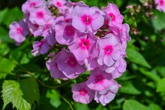 Buisson de jardin avec de petites fleurs roses photos stock Buisson de jardin avec de petites fleurs roses photos stock