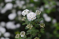Buisson fleurissant de lantana Fleurs blanches Macro photos stock Buisson fleurissant de lantana Fleurs blanches Macro photos stock