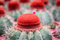 Buitensporige cactus in de tuin royalty-vrije stock foto Buitensporige cactus in de tuin royalty-vrije stock foto