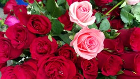 Bukett av röda och rosa rosor royaltyfri bild Bukett av röda och rosa rosor royaltyfri bild