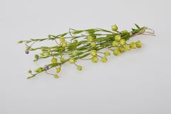 Bukiet błękitni lnów kwiaty odizolowywający na białym tle fotografia stock Bukiet błękitni lnów kwiaty odizolowywający na białym tle fotografia stock