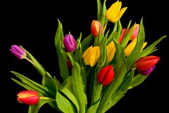 bukietów czarny tulipany Obrazy Stock bukietów czarny tulipany Obrazy Stock