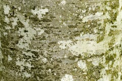 Bukowa drzewna barkentyna z textured wzorem Zdjęcia Royalty Free Bukowa drzewna barkentyna z textured wzorem Zdjęcia Royalty Free