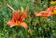bulbiferum del Lilium del giglio del fuoco situato nelle alpi Italia di Apuan immagine stock bulbiferum del Lilium del giglio del fuoco situato nelle alpi Italia di Apuan immagine stock