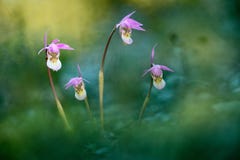 Bulbosa del calipso, bella orchidea rosa, Finlandia Orchidea selvatica terrestre europea di fioritura, habitat della natura, dett immagine stock Bulbosa del calipso, bella orchidea rosa, Finlandia Orchidea selvatica terrestre europea di fioritura, habitat della natura, dett immagine stock
