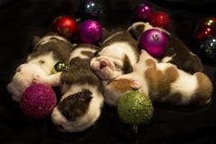 Buldog Puppies For Christmas Stock Photos