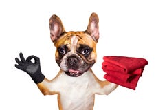 Buldogue francês do gengibre engraçado do cão para guardar toalhas vermelhas e para mostrar aproximadamente um sinal animal isola fotos de stock Buldogue francês do gengibre engraçado do cão para guardar toalhas vermelhas e para mostrar aproximadamente um sinal animal isola fotos de stock