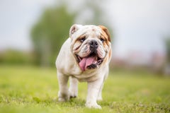 Buldogue inglês foto de stock royalty free Buldogue inglês foto de stock royalty free