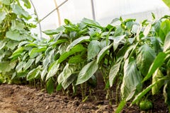Bulgarische Gemüsepaprikasämlinge, die im Gewächshaus wachsen Das Konzept des Wachsens der gesunden Nahrung und der Bioprodukte stockfotos Bulgarische Gemüsepaprikasämlinge, die im Gewächshaus wachsen Das Konzept des Wachsens der gesunden Nahrung und der Bioprodukte stockfotos