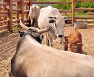 Bull, becerro y vacas imagenes de archivo Bull, becerro y vacas imagenes de archivo