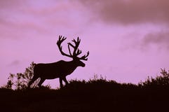 Bull Caribou Silhouetted Royalty Free Stock Photo Bull Caribou Silhouetted Royalty Free Stock Photo