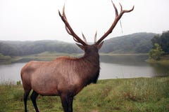 Bull Elk Stock Photography