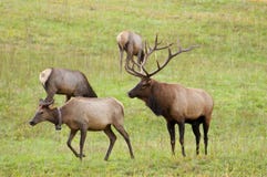 Bull Elk Checking Out His Harem. Stock Images Bull Elk Checking Out His Harem. Stock Images