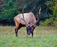 Bull Elk Grazing Stock Image