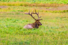 Bull Elk in Rocky Mountain National Park stock image Bull Elk in Rocky Mountain National Park stock image