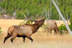 Bull Elk Showing Off Stock Photos